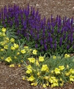 Little Night Salvia -Outdoor Garden Care Shop salvia nemerosa little night oenothera shimmer