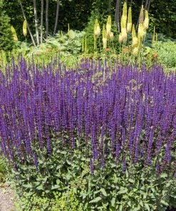 Caradonna Salvia -Outdoor Garden Care Shop salvia nemorosa caradonna sage 1
