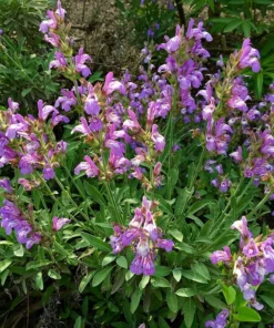Dwarf Common Sage (Salvia)