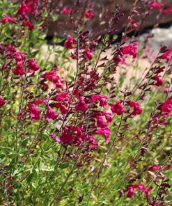 Cold Hardy Rainbow Salvia Collection -Outdoor Garden Care Shop salvia raspberry delight bush sage