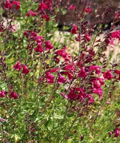 Raspberry Delight® Salvia