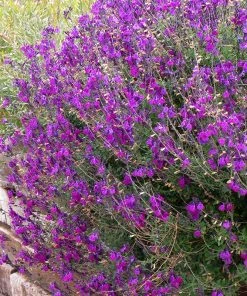 Ultra Violet Salvia