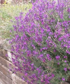 Container Garden For Full Sun -Outdoor Garden Care Shop salvia ultra violet over wall 1