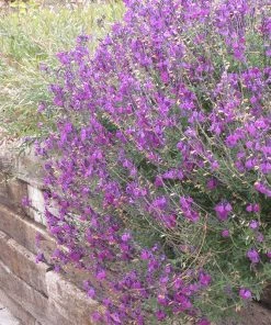 Cold Hardy Rainbow Salvia Collection -Outdoor Garden Care Shop salvia ultra violet over wall 2