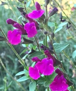 Cold Hardy Rainbow Salvia Collection -Outdoor Garden Care Shop salvia x wwg04 flowerkisser royal rose sage pink blooms 1