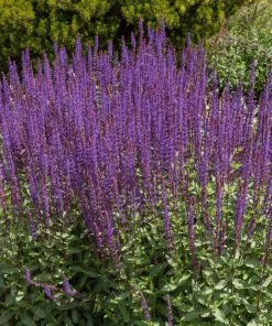 Caradonna Salvia -Outdoor Garden Care Shop salvia caradonna cropped
