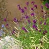 FlowerKisser® Dark Shadows Salvia