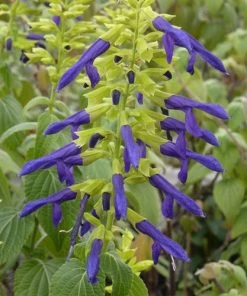 Limelight Mexican Salvia