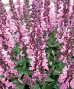 Lyrical™ Rose Salvia