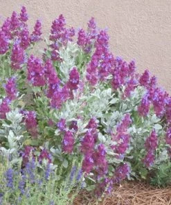 Mulberry Flambe Purple Salvia