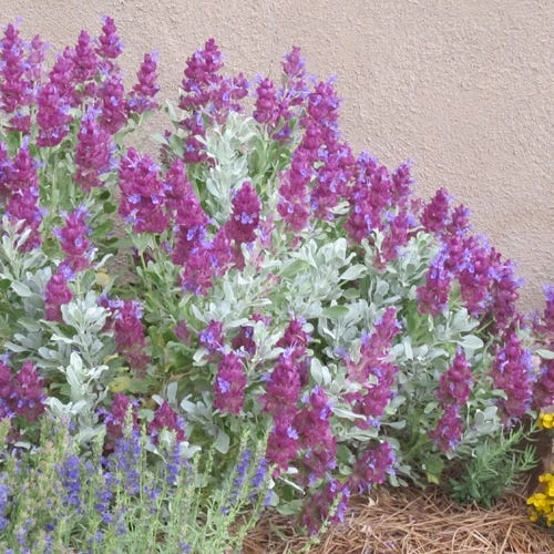 Mulberry Flambe Purple Salvia 1 Mulberry Flambe Purple Salvia