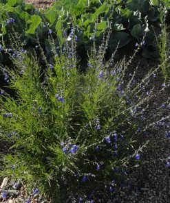 Autumn Sapphire™ Salvia -Outdoor Garden Care Shop salvia reptans dwf autumn sapphire cropped