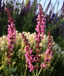 Lyrical™ Rose Salvia -Outdoor Garden Care Shop salvia sylvestris balyricose 676836163 cropped