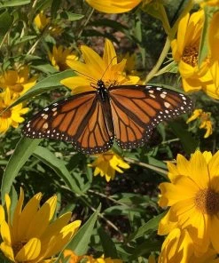 Santa Fe Maximilian's Sunflower (Helianthus) -Outdoor Garden Care Shop santa fe maximilians sunflower b