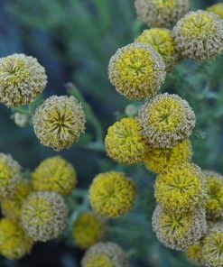 Gray Santolina -Outdoor Garden Care Shop santolina chamaecyparissus gray santolina summer flowers close up