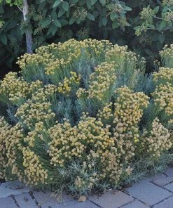 Gray Santolina -Outdoor Garden Care Shop santolina chamaecyparissus gray santolina summer flowers garden