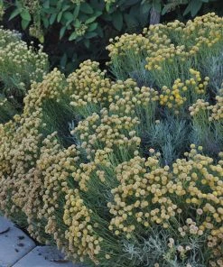 Gray Santolina -Outdoor Garden Care Shop santolina chamaecyparissus gray santolina summer garden flowers