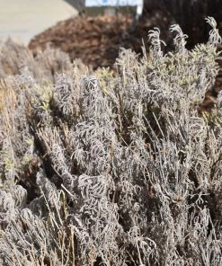 Gray Santolina -Outdoor Garden Care Shop santolina chamaecyparissus gray santolina winter