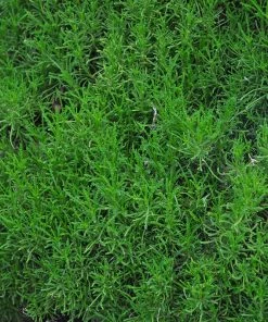 Green Santolina -Outdoor Garden Care Shop santolina rosmarinifolia green santolina spring foliage