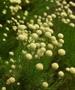 Green Santolina -Outdoor Garden Care Shop santolina rosmarinifolia green santolina summer cream flowers