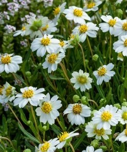 Blackfoot Daisy (Melampodium)