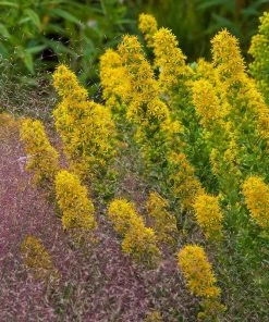 Golden Torch Goldenrod (Wichita Mountains Solidago) -Outdoor Garden Care Shop saxon holt muhlenbergia reverchonii with solidago wichita mtns