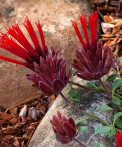 Marian Sampson Scarlet Monardella -Outdoor Garden Care Shop scarlet monardella marian sampson close up 1