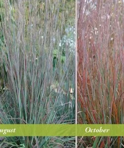 Standing Ovation Little Bluestem Grass 6 Standing Ovation Little Bluestem Grass -Outdoor Garden Care Shop schizachyrium scop standing ovation august october 1 1