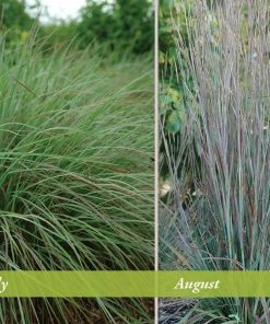 Standing Ovation Little Bluestem Grass 7 Standing Ovation Little Bluestem Grass -Outdoor Garden Care Shop schizachyrium scop standing ovation july august 1 1