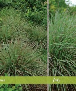 Standing Ovation Little Bluestem Grass 8 Standing Ovation Little Bluestem Grass -Outdoor Garden Care Shop schizachyrium scop standing ovation june july 1 1