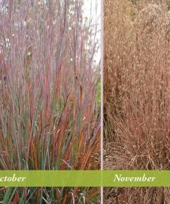 Standing Ovation Little Bluestem Grass 9 Standing Ovation Little Bluestem Grass -Outdoor Garden Care Shop schizachyrium scop standing ovation october november 1 1