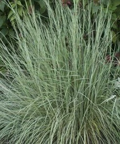 Prairie Blues Little Bluestem Grass