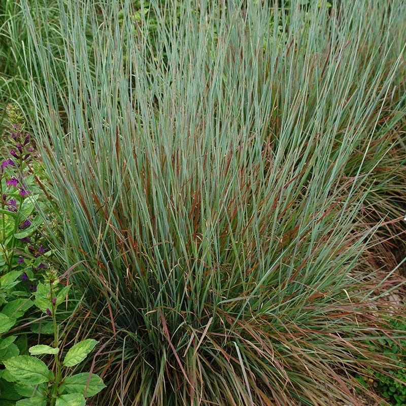 Standing Ovation Little Bluestem Grass 1 Standing Ovation Little Bluestem Grass
