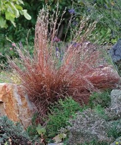 Blaze Little Bluestem Grass -Outdoor Garden Care Shop schizachyrium scoparium blaze 1 cropped