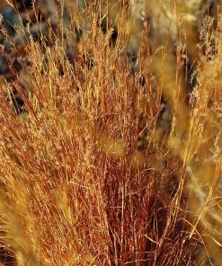 Blaze Little Bluestem Grass -Outdoor Garden Care Shop schizachyrium scoparium blaze cropped 2