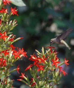Royal Catchfly (Silene)