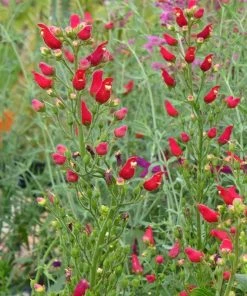 Shady Oasis Container Garden -Outdoor Garden Care Shop scrophularia macrantha red birds in a tree