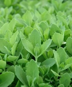 Autumn Fire Sedum -Outdoor Garden Care Shop sed autumnfire fol northcreek nu