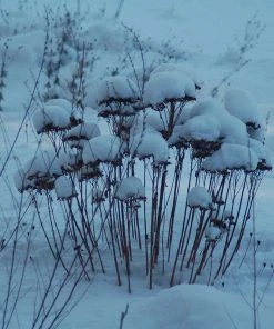 Autumn Fire Sedum -Outdoor Garden Care Shop sedum autumn fire snow winter 1