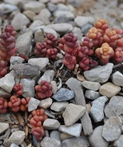 Old Man's Bones Sedum -Outdoor Garden Care Shop sedum globosum old mans bones growing 1