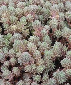 Succulent Groundcover Collection -Outdoor Garden Care Shop sedum hispanicum creeping