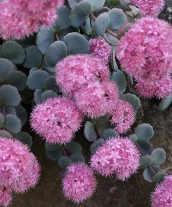 October Daphne Sedum -Outdoor Garden Care Shop sedum seboldii october daphne 11