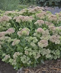 Autumn Fire Sedum -Outdoor Garden Care Shop sedum autumn fire whole plant e