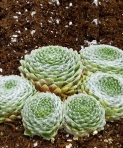 Cobweb Hens And Chicks -Outdoor Garden Care Shop sempervivum arachnoideum