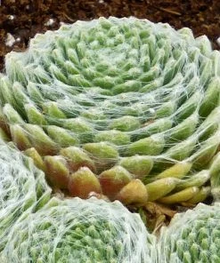 Cobweb Hens And Chicks