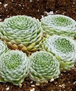 Succulent Groundcover Collection -Outdoor Garden Care Shop sempervivum arachnoideum cobweb hens chicks