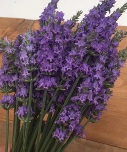 Long Blooming Lavender Collection -Outdoor Garden Care Shop sensational lavender bundle