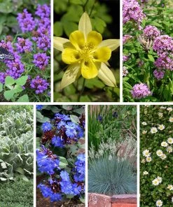 Serene Shade Pre-Planned Garden 16 Serene Shade Pre-Planned Garden -Outdoor Garden Care Shop serene shade pre planned garden 10 19 23