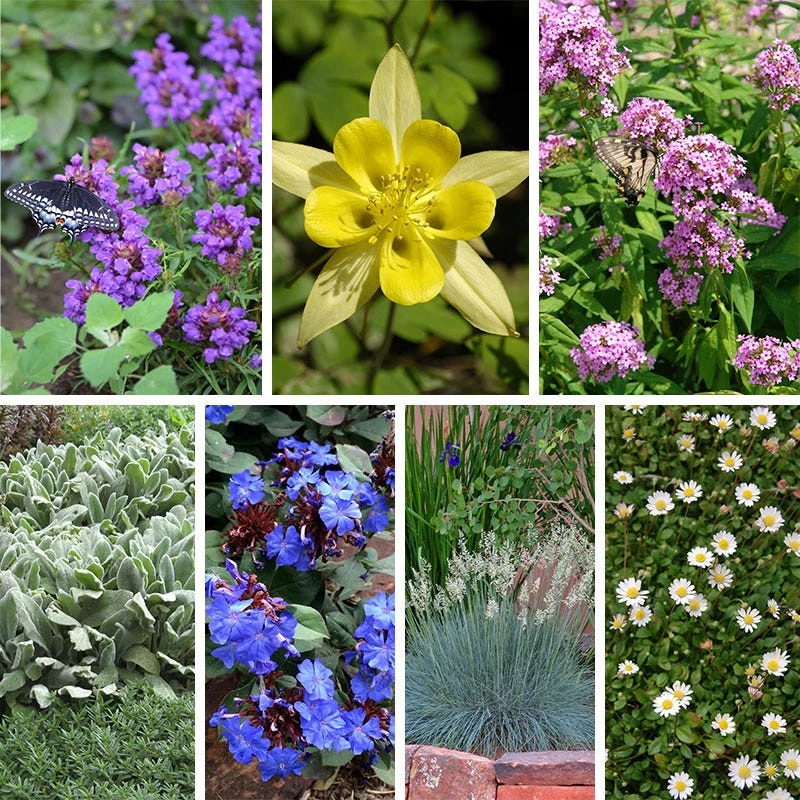 Serene Shade Pre-Planned Garden 8 Serene Shade Pre-Planned Garden - Image 8