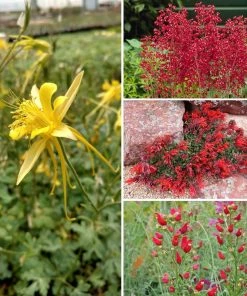 Shady Oasis Container Garden